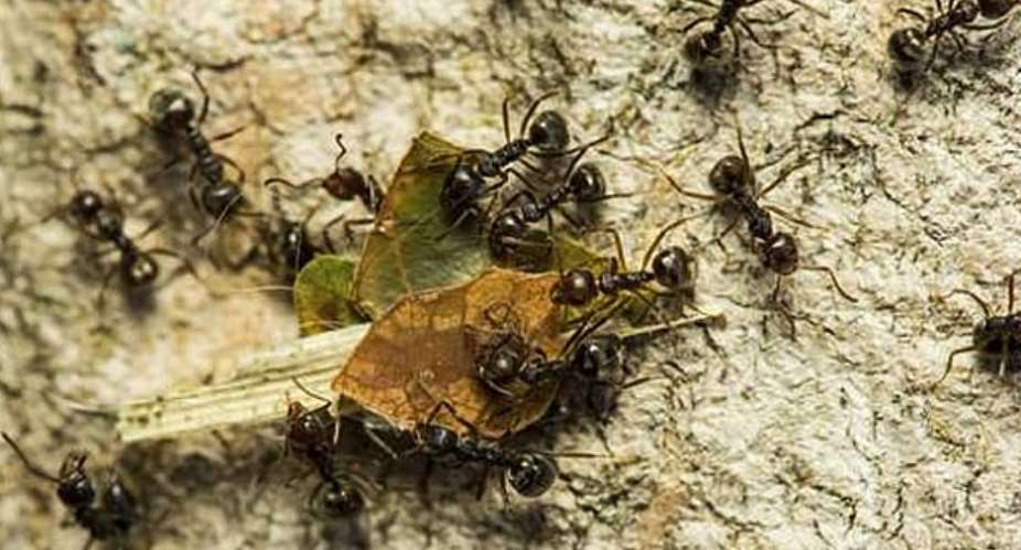 Man Sparks House Fire While Trying To Kill Ants