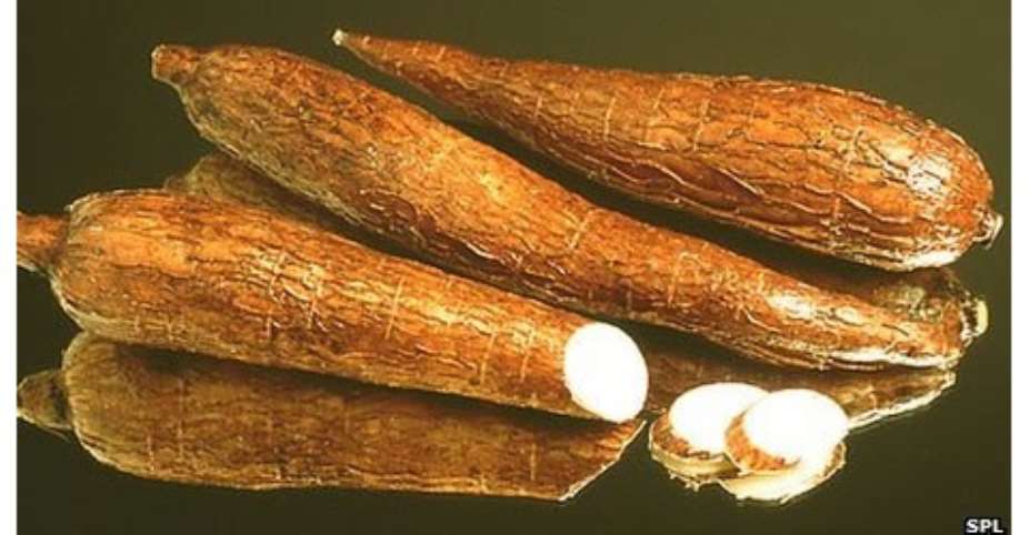 Ghana produced 13.5 million tons of cassava in 2010