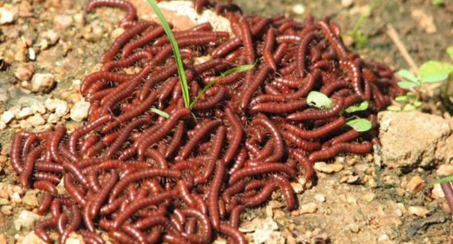 Strange millipede-like creatures invade Juaboso, kill two children