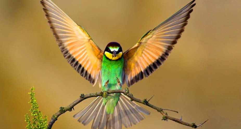 Xavi Bird Sanctuary To Be Integrated Into Tourist Hub