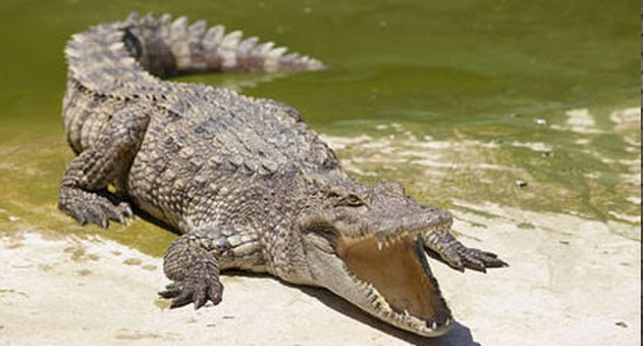 Drama Over Crocodile's Death