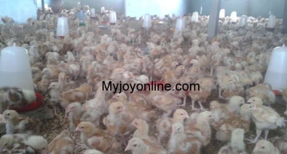 10 farmers under observation over bird flu scare