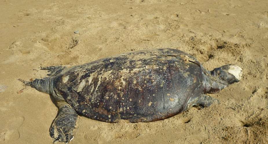 Dad Turtle at sandpits sea side Karachi