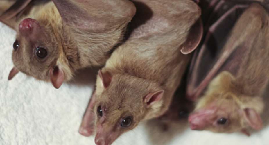 Bats from Ivory Coast disturbing Bia-West