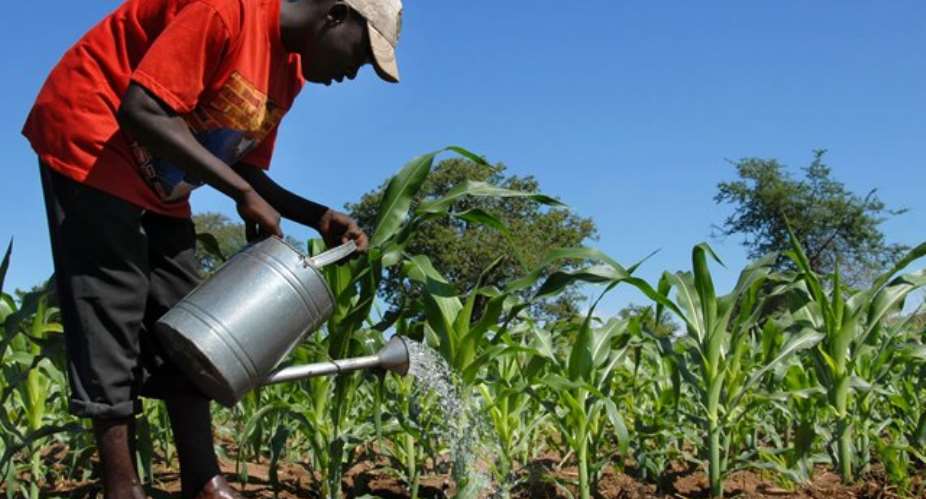 Fertilizer subsidy declining - SEND-Ghana report
