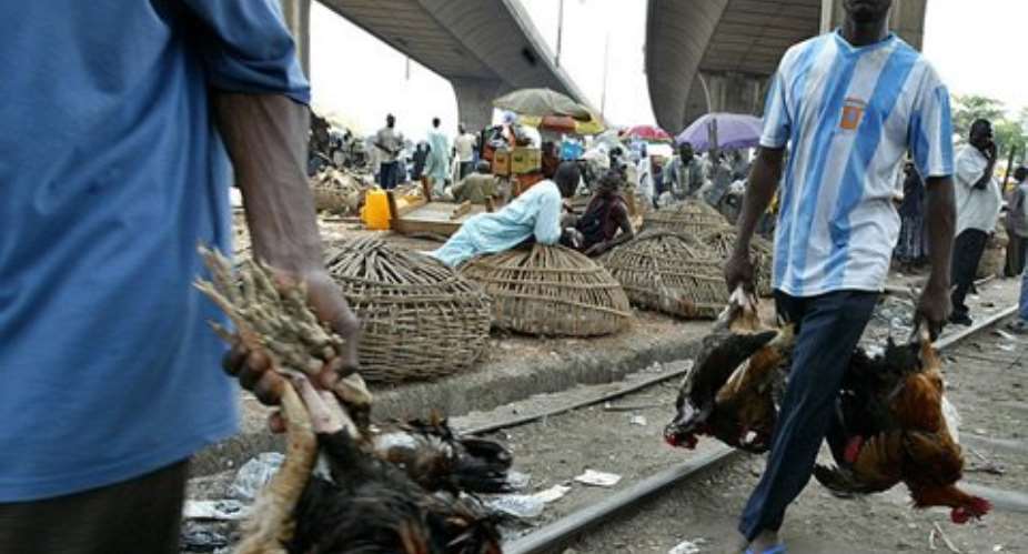 Noguchi confirms outbreak of Bird flu in Ghana