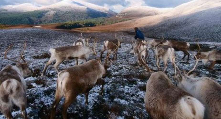 The Cairngorms are home to the United Kingdom's only herd of reindeer. David TiplingLPI