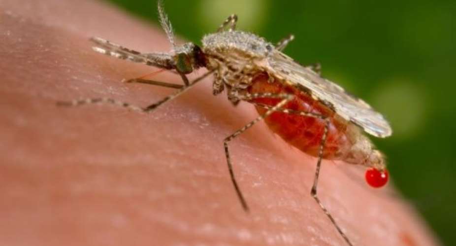 Brazil Announces Dengue Fever Emergency In GM Mosquito Trials Region