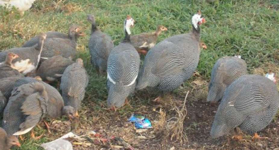 Asongtaba Cottage Industry and NYEP embark on Guinea-Fowl Outgrowing Project