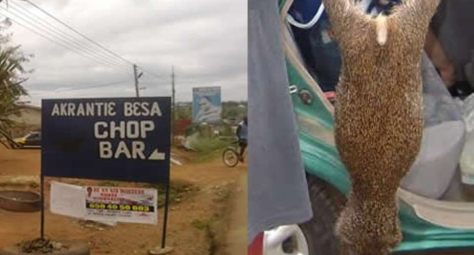Grasscutters are sometimes raised in cages for sale as a form of micro-livestock business