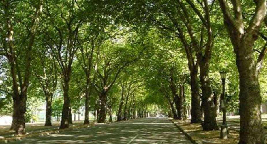 ABOG commends Ghana for increasing native tree species stock as we mark Earth Day