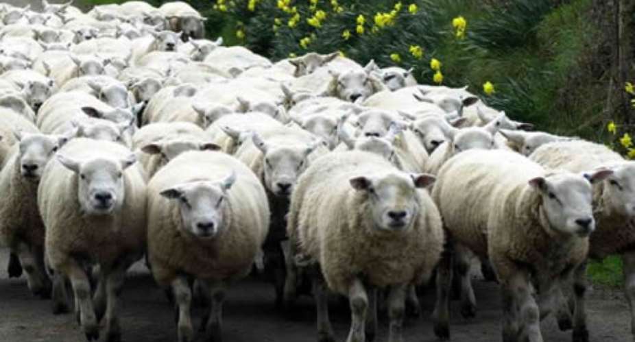 Fight breaks out at parish council meeting over sheep grazing rights