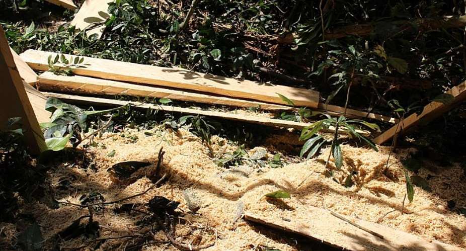 Armed Illegal Loggers Intimidate Forest Guards