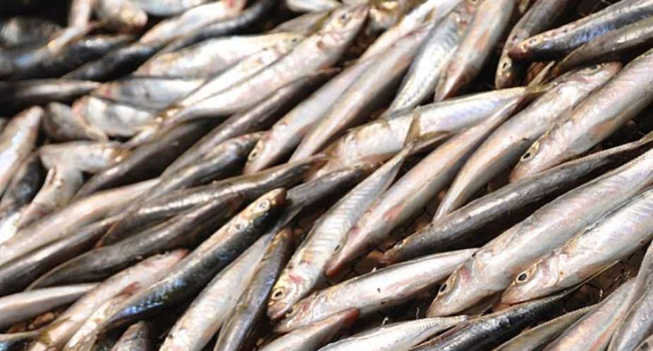 GSA denies conducting fish sample test;  but Minister insists test has been done