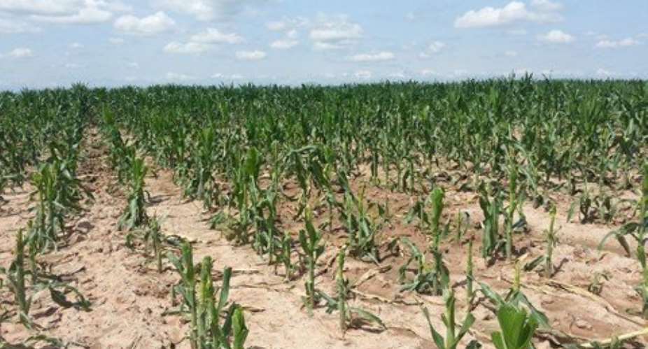 Awaiting the rains - maize production under constraint