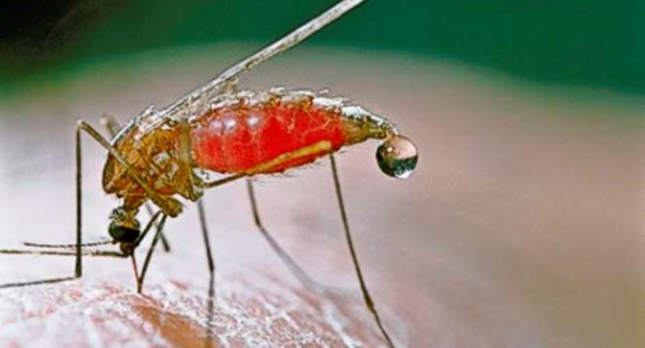 Fight against Malaria continues to be dogged