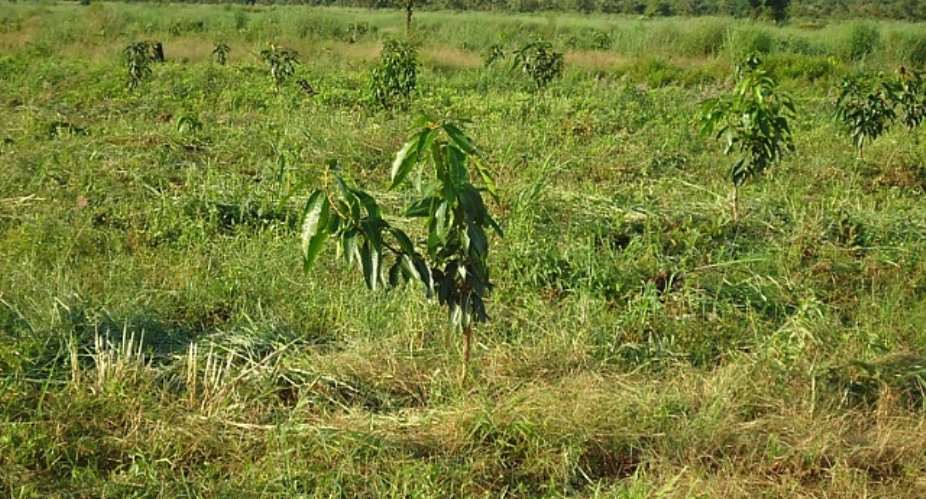 ADRA to research into mango 'fruit dropping'