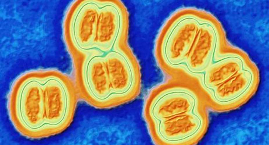 Meningitis bacteria 'masquerade as human cells to evade body's defences'