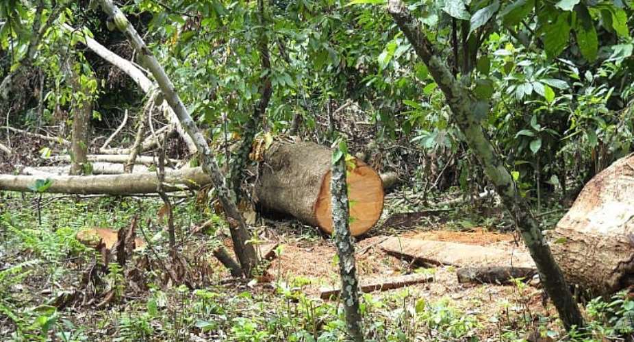 Cocoa farms leased for logging