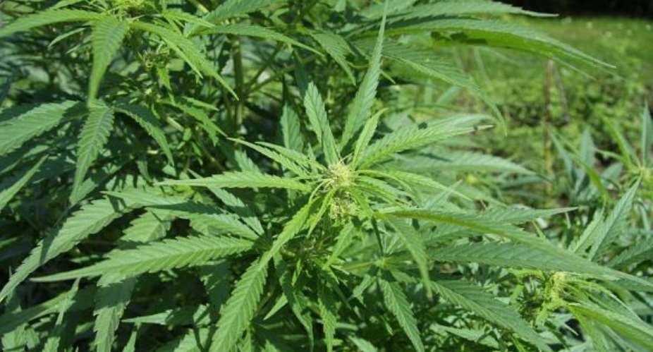 Authorities removed over 230 cannabis plants growing near a city metro station