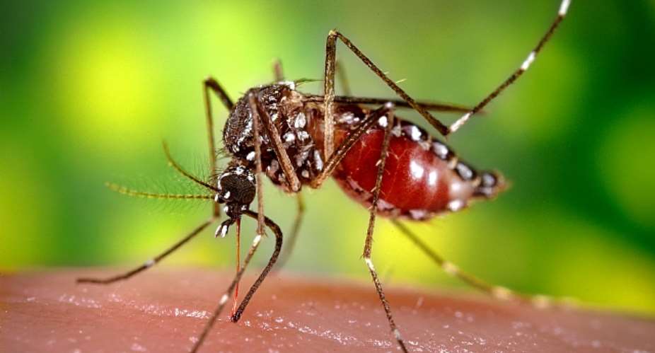 Kill the NEEQUAYE-TETTEHS like Mosquitoes