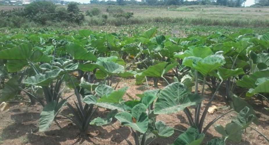 Poor Mans Crop - A Mother of Life