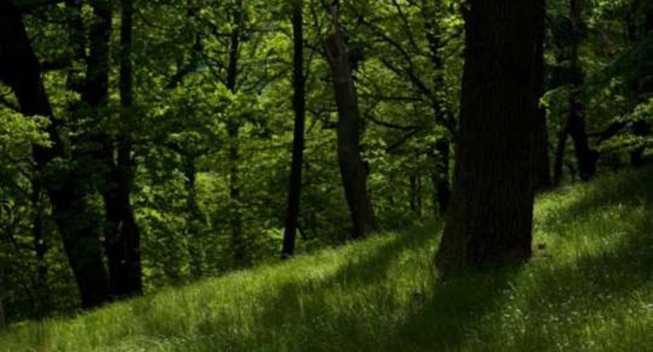 FSD launches novelty project to safeguard the forest