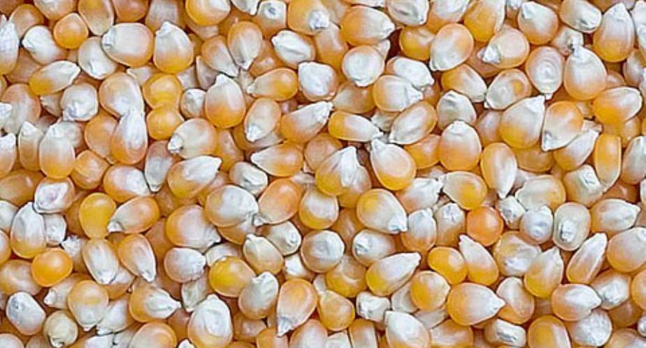 Two maize hybrids identified for improved yields, productivity