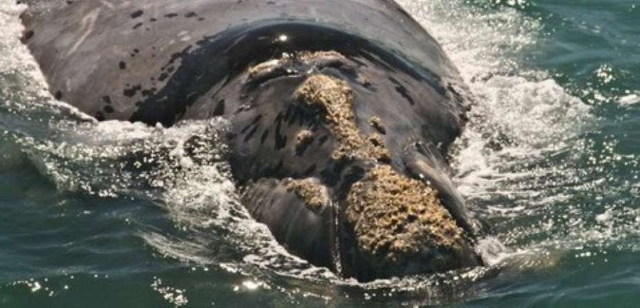 Come greet the giants 'Southern right whale' conservation