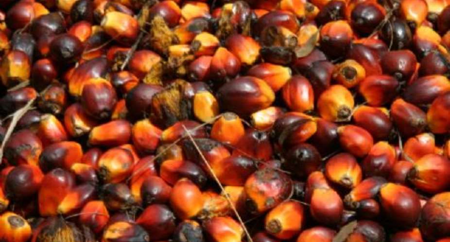 Ghana To Increase Oil Palm Production