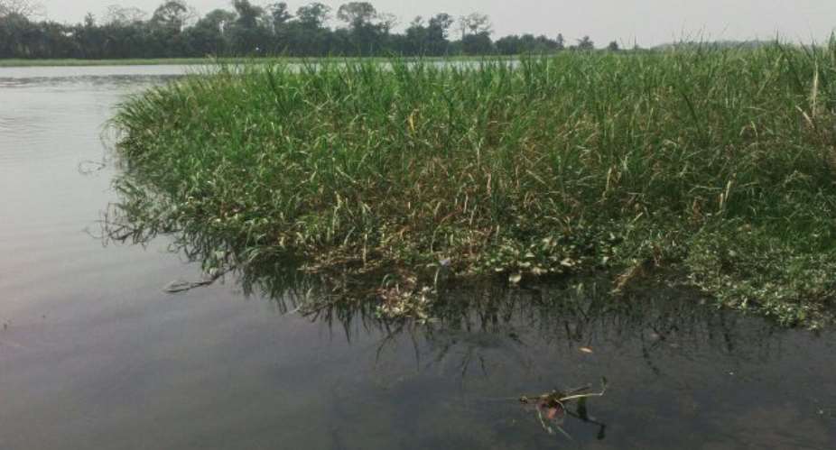 EPA requests 4m from govt to clear aquatic weeds in Volta River