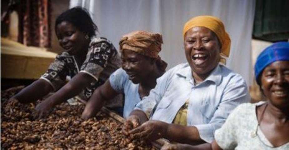 Minority accuses government of cheating cocoa farmers