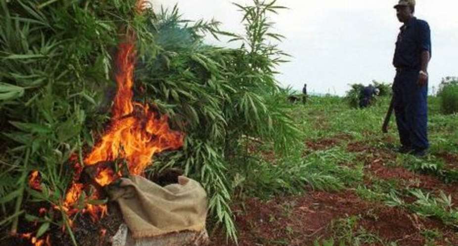 Police destroy Indian hemp farms at Yilo Krobo