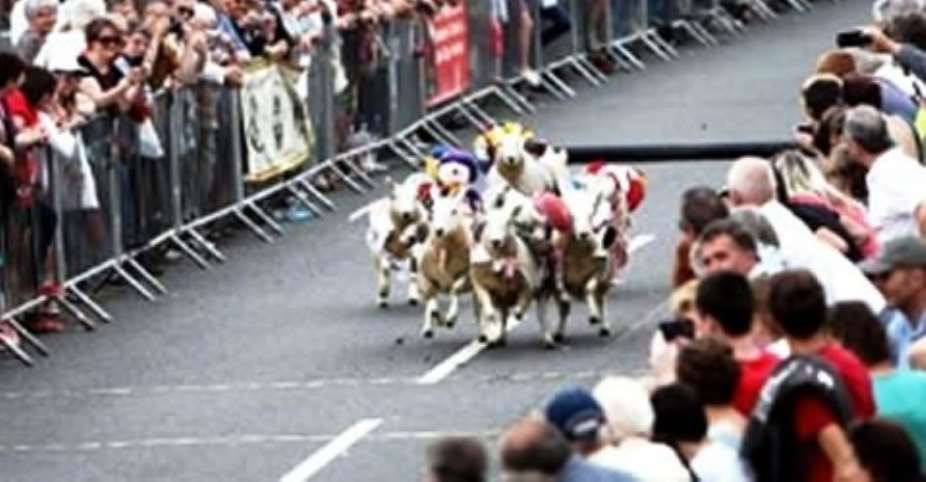 Town stages street sheep race