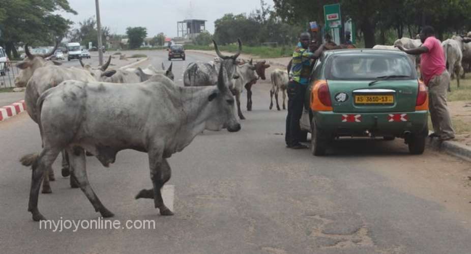 Photo of the week: Stray cattle invade Korle-Bu road