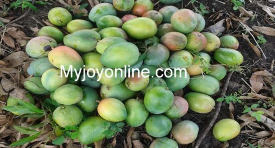 Mango farmers want gov't support to combat fruit-flies