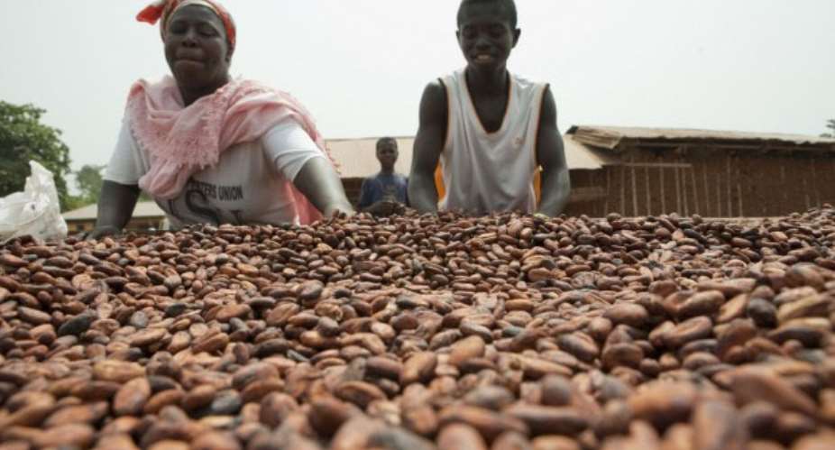 The Voices Of Suffering Cocoa Farmers: Pay Us Higher Prices Or We Will Die!