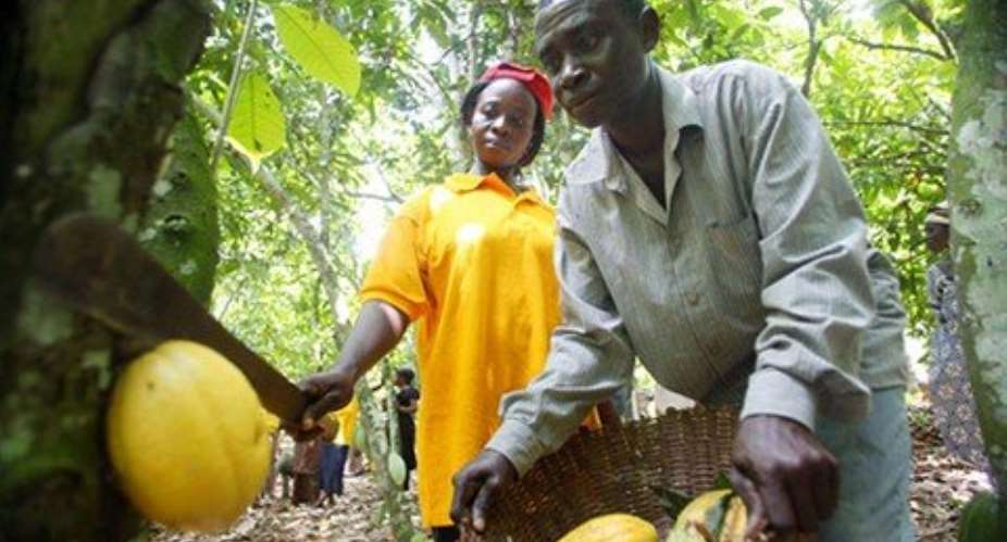 Massive cocoa spraying chemicals diverted; Police cited in collusion