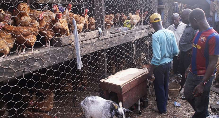 Could Ghana's Poultry Farmers Associations Not End The Importation Of Frozen Processed Poultry Products By Partnering The Bill And Melinda Gates Foundation?