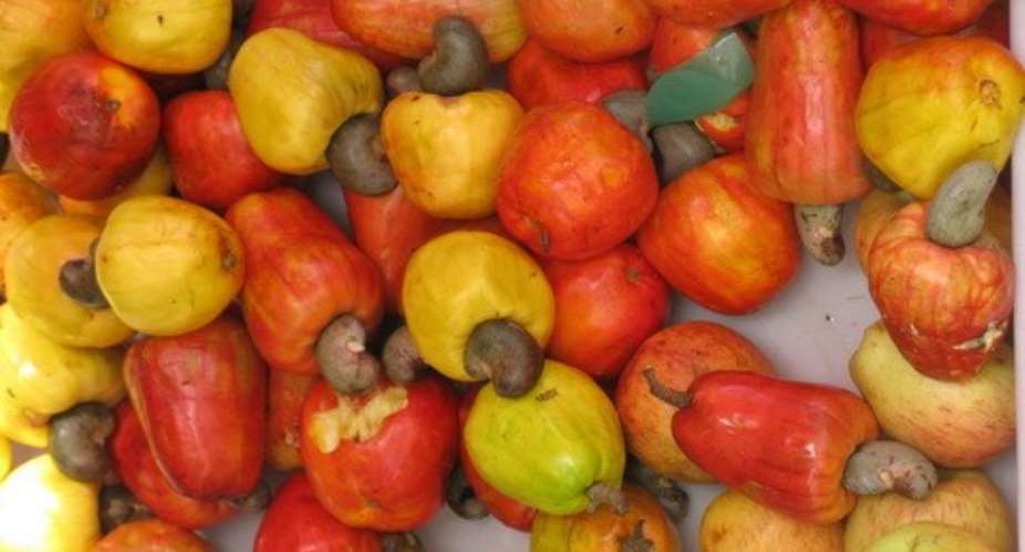 ACA world cashew festival and expo return to Accra in November