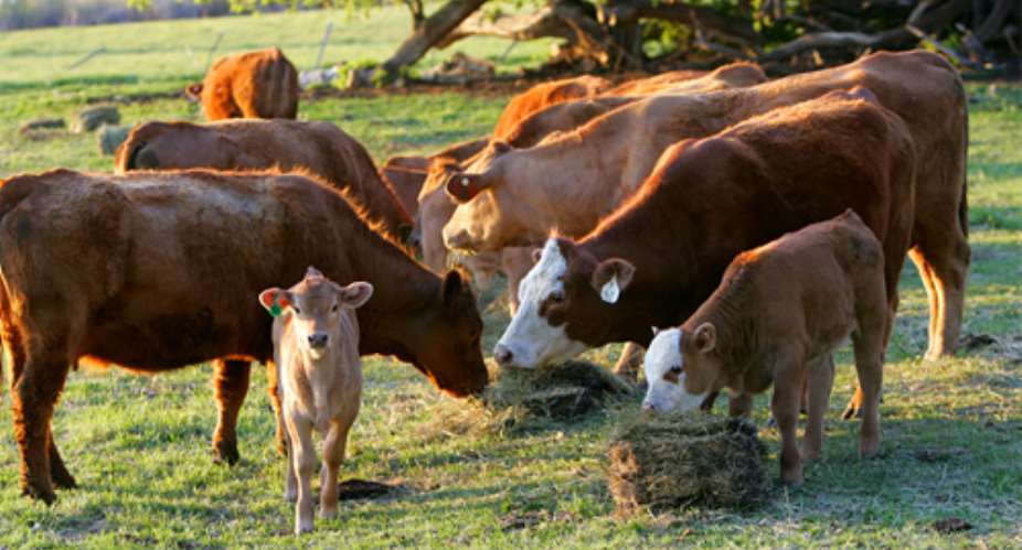 Peasant Farmers Advocate Cattle Ranching Law