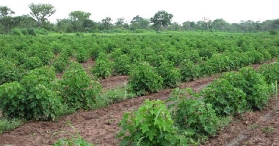 Large-scale jatropha plantation with forest in background, Brong Ahafo region,Ghana. Photo by Laura German