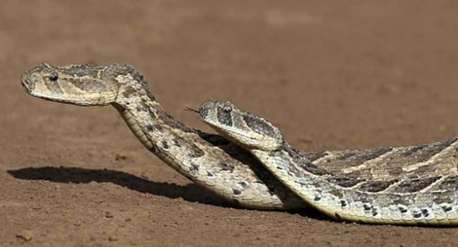 Chiana Health Center In Urgent Need Of Snake Vaccines