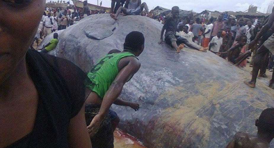 Fishermen Return Dead Whale To Sea