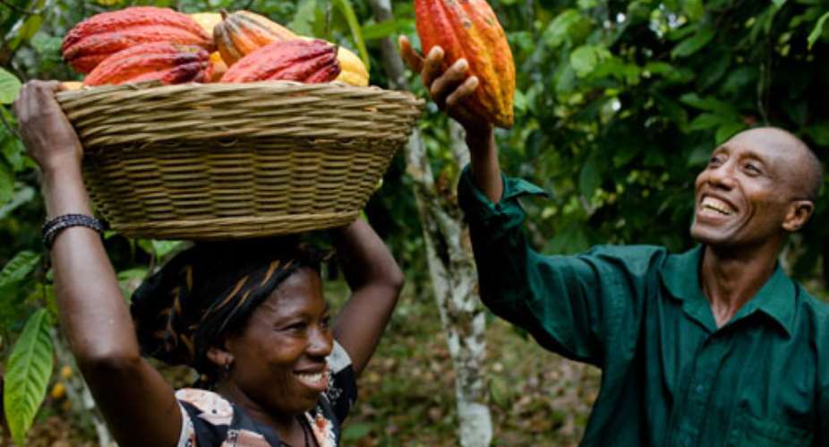 Cocoa Farmers Deserve GH700 Per Bag