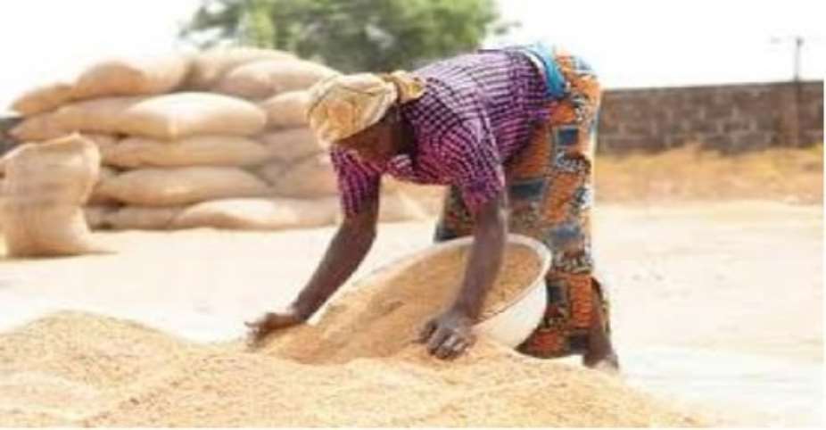 Government allocates rice production targets to regions