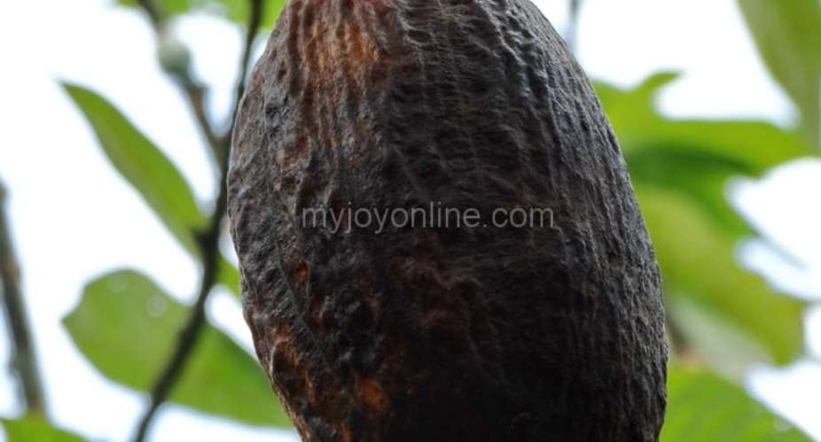 Cocoa farmers cut down diseased trees as lack of spraying spreads infection