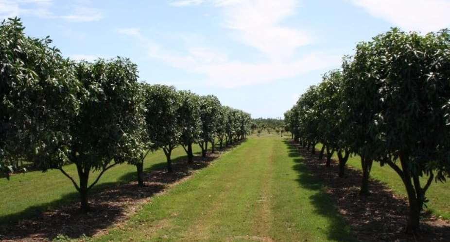 Mango farmers unable to local meet market demands
