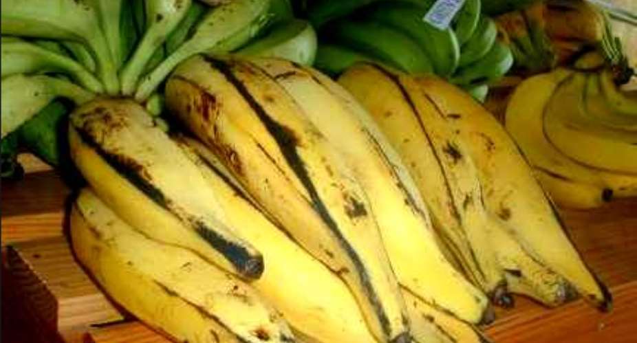US Human Trials Of GM Banana For Africa Widely Condemned