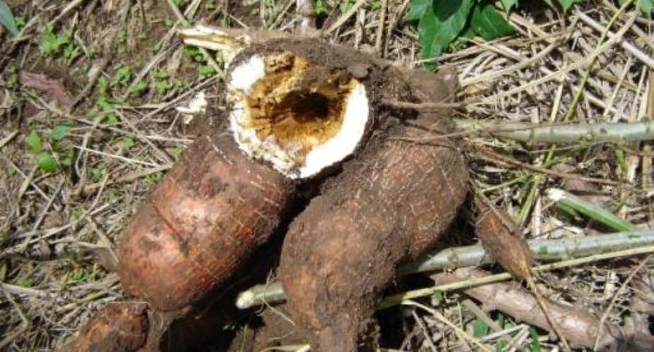 Agricultural Researchers brainstorm to improve cassava production
